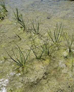 Image of Limestone Quillwort