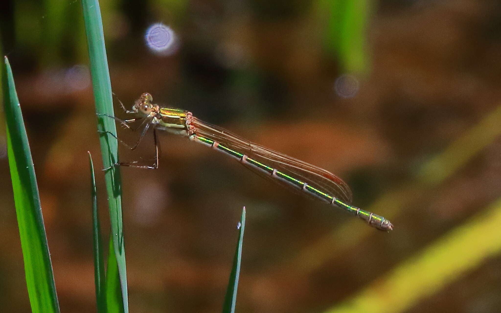 Image of Austrolestes cingulatus (Burmeister 1839)