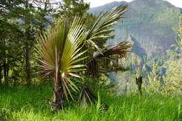 Image de Latanier de la Réunion