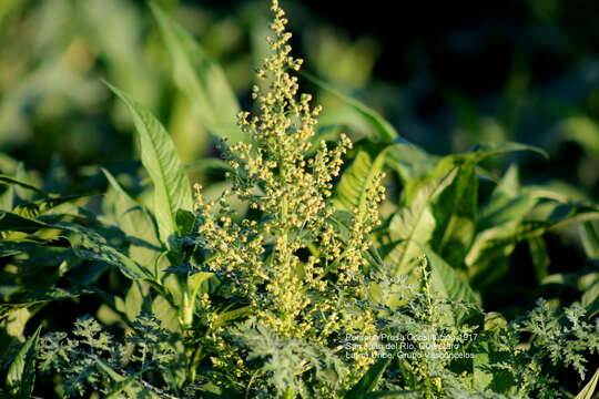 Imagem de Euphrosyne partheniifolia DC.