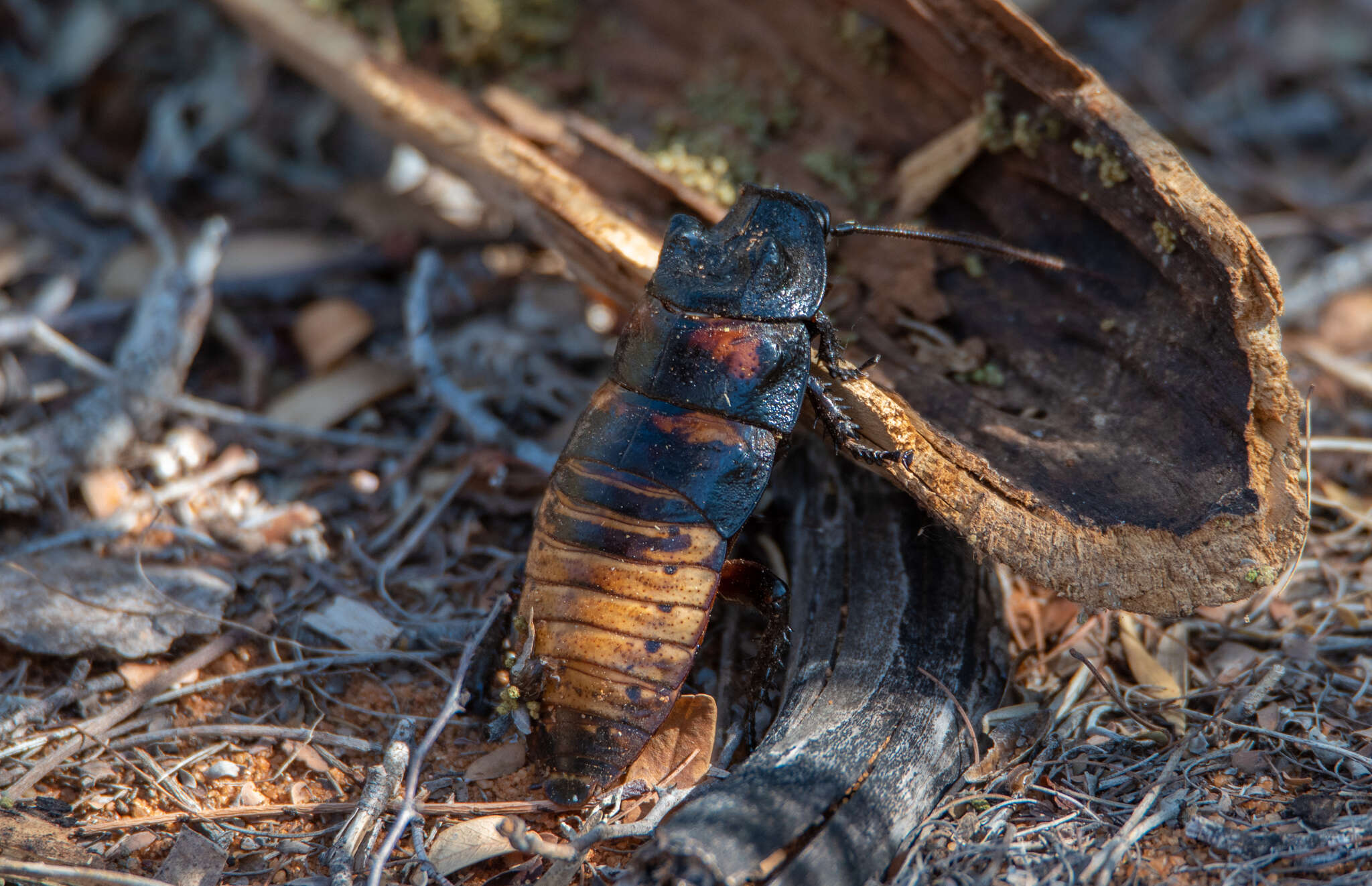 Image of Gromphadorhina