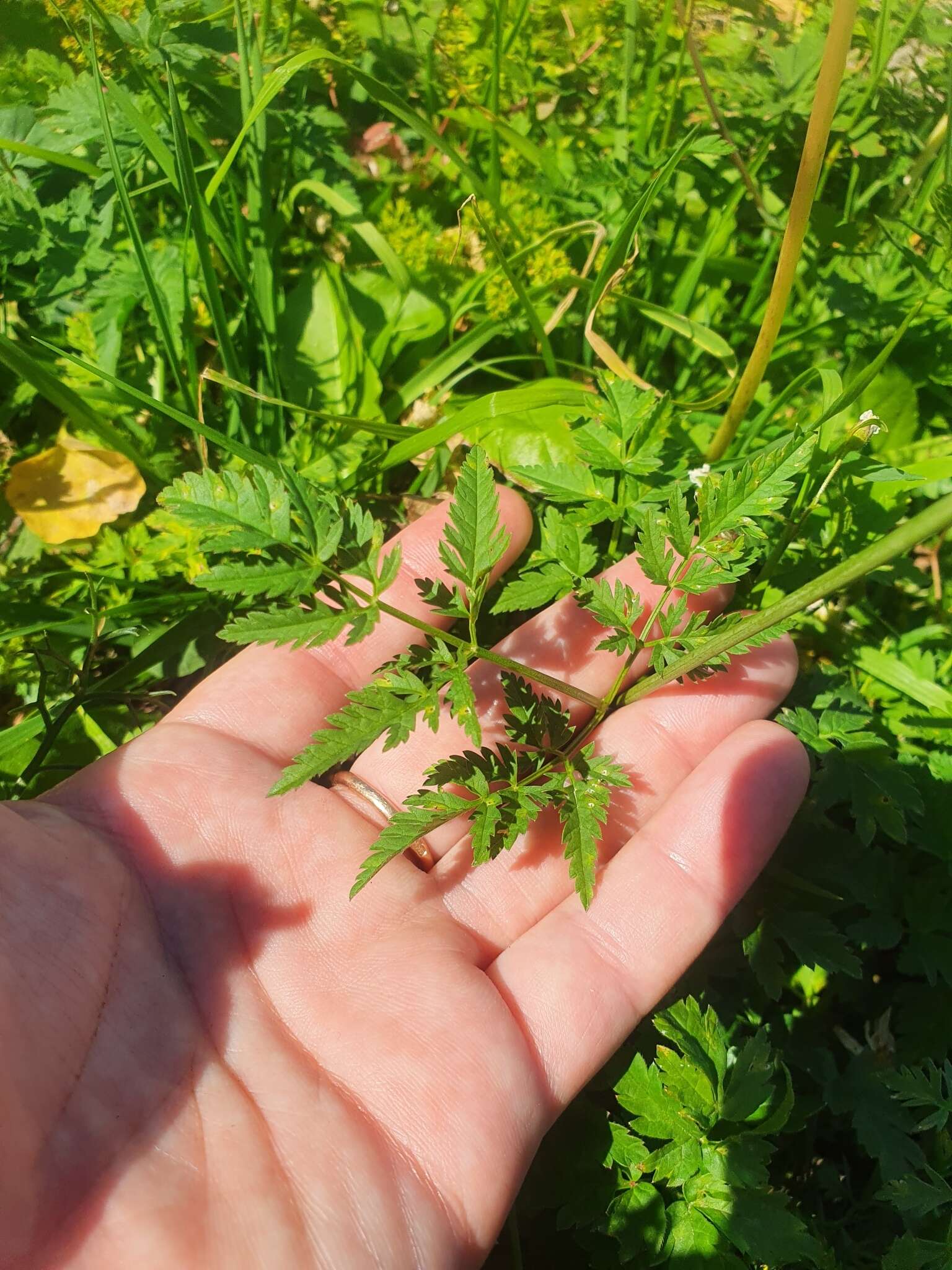 Imagem de Chaerophyllum rubellum Albov