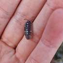 Image of Armadillidium corcyraeum Verhoeff 1901