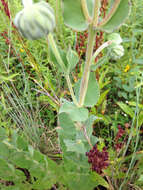 Image of ashy sunflower