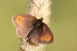 Image of Erebia epiphron valesiana Meyer-Dür 1851