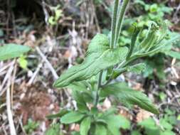 Image de Eschenbachia japonica (Thunb.) J. Kost.