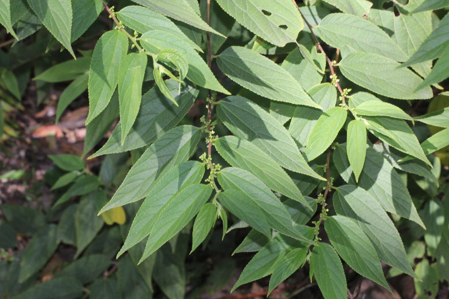 Image of peach-leaved poison bush