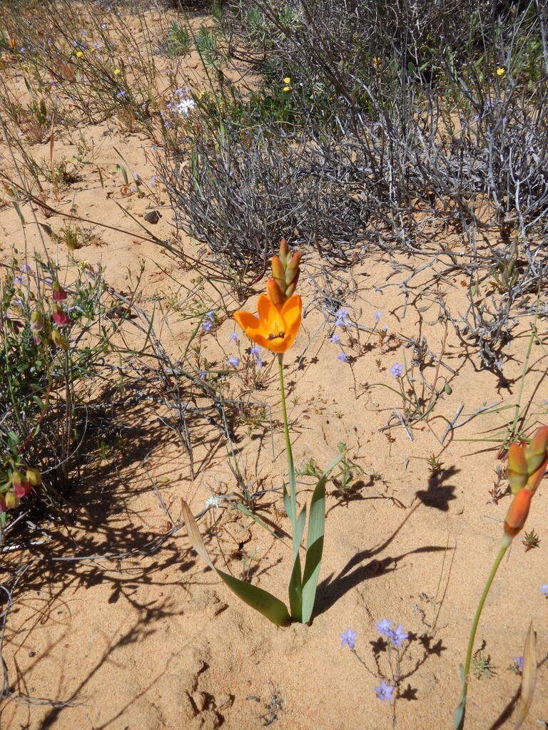 Image of Ixia calendulacea Goldblatt & J. C. Manning