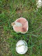 Image of Agaricus porphyrocephalus F. H. Møller 1952