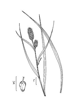 Image of cattail sedge