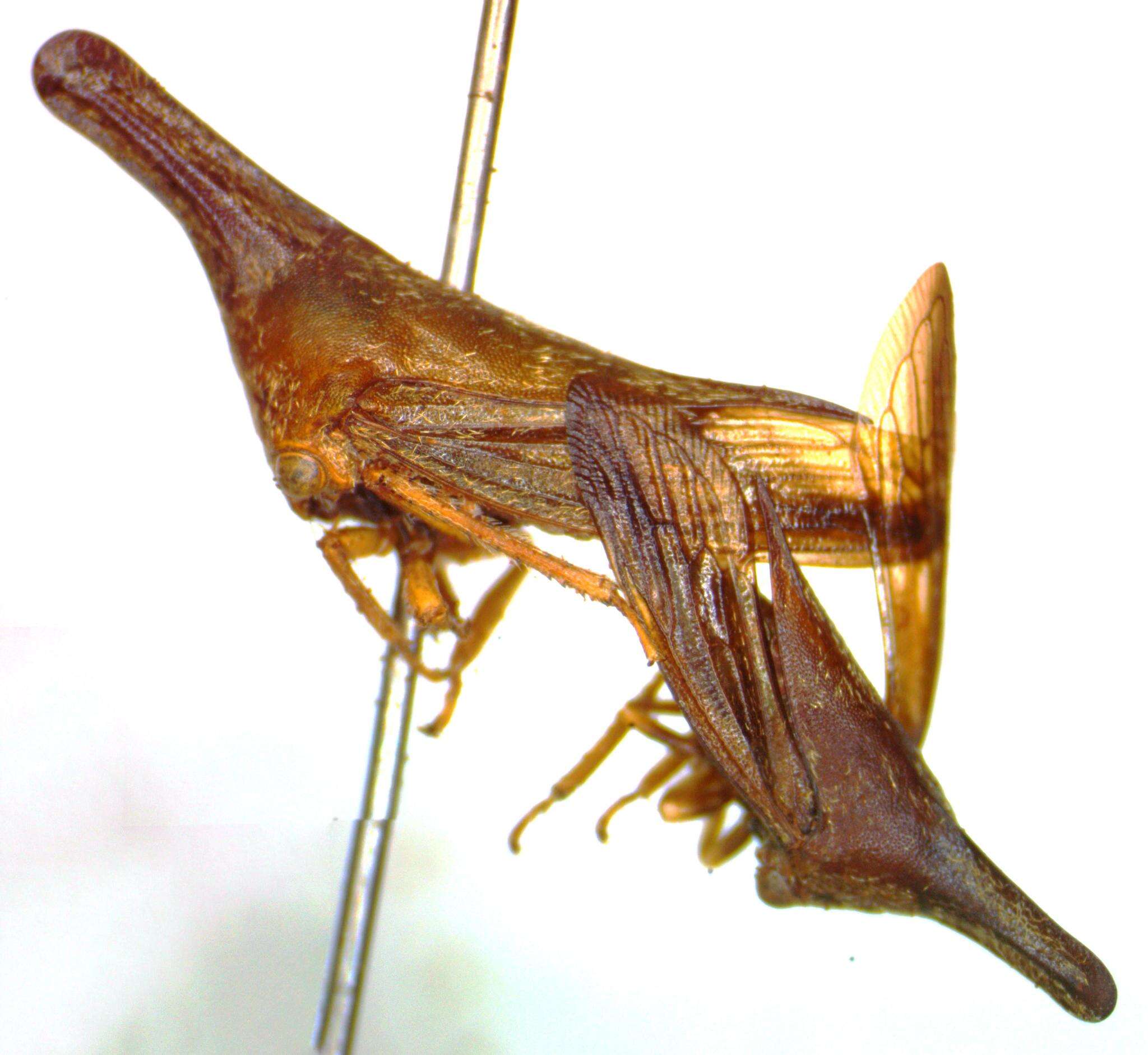 Aconophora laminata Fairmaire resmi