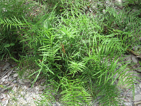 Image de Pteris bahamensis (Agardh) Fée