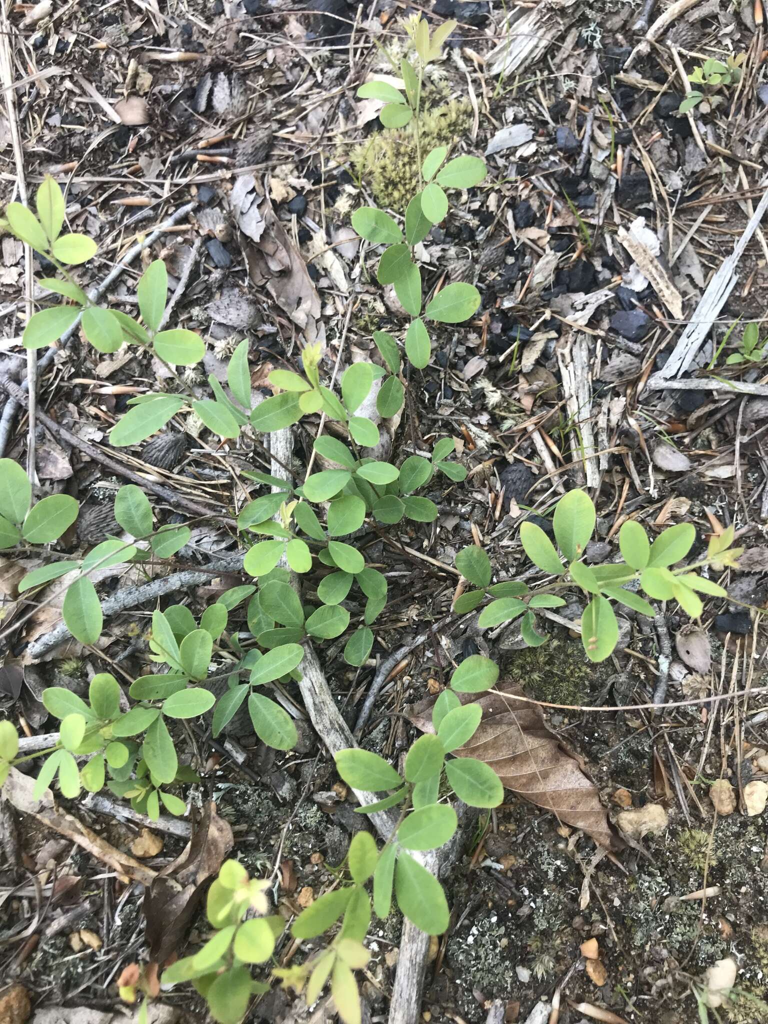 Image de Lespedeza repens (L.) W. P. C. Barton