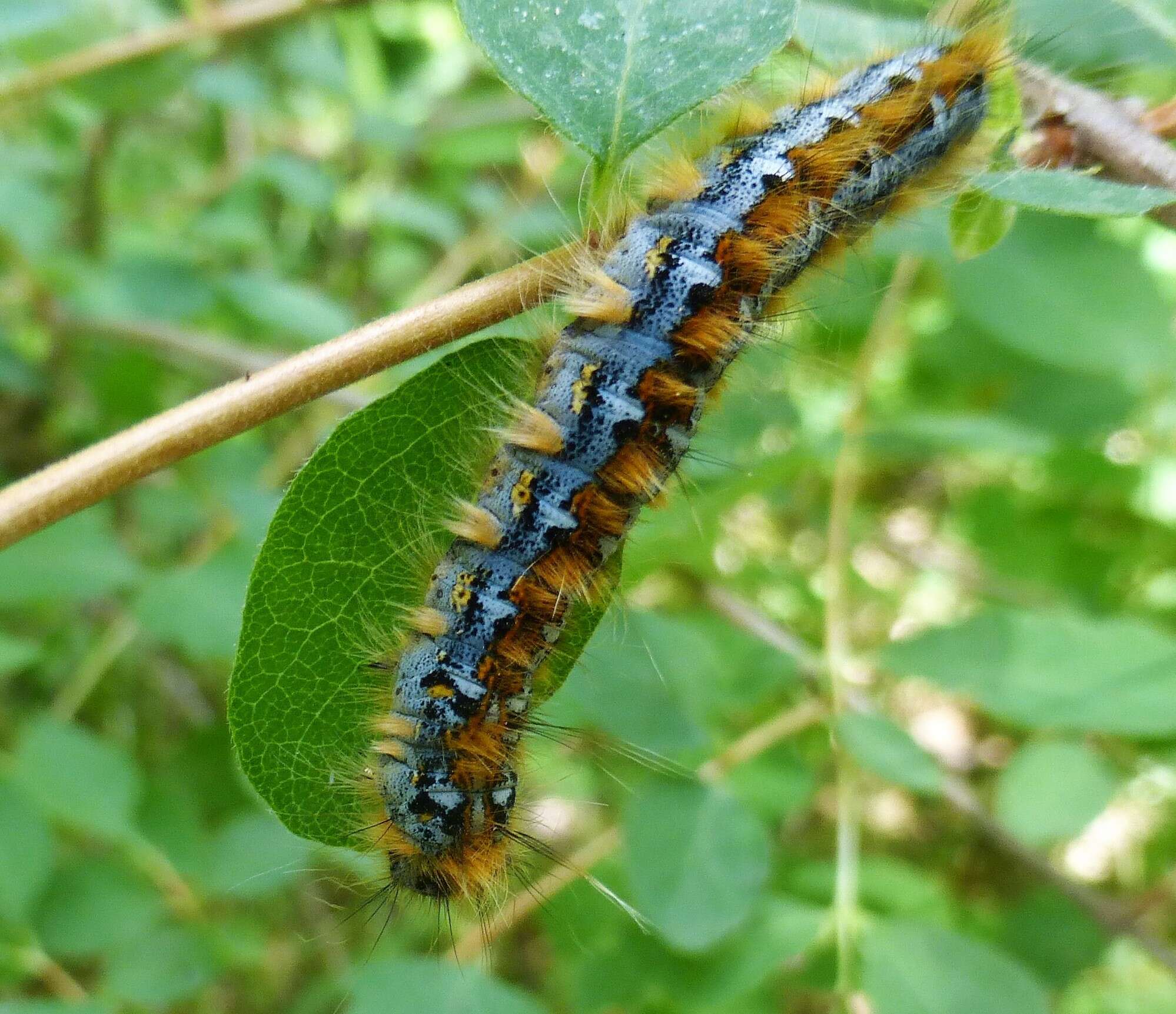 Plancia ëd Malacosoma constricta Edwards 1874