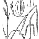Image of Carex vaginata Tausch