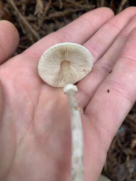 Lepiota castaneidisca Murrill 1912 resmi