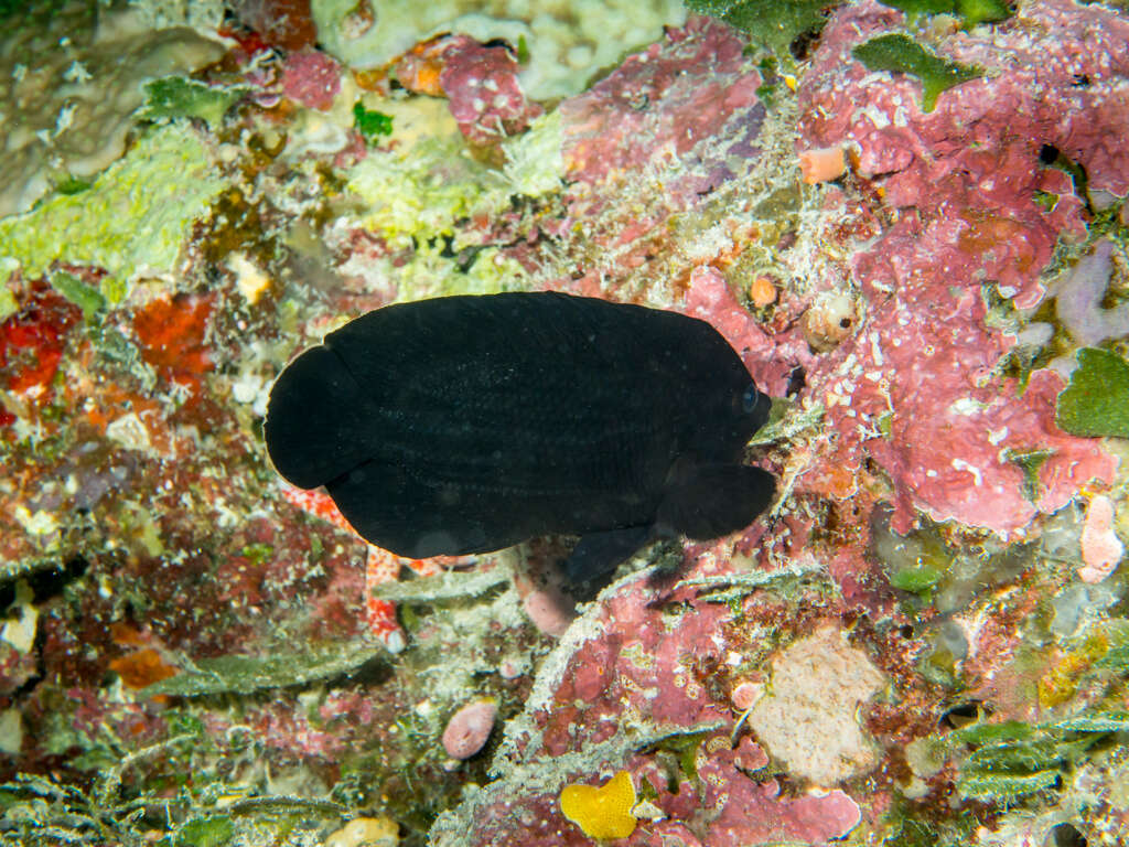 Image of Dusky angel-fish