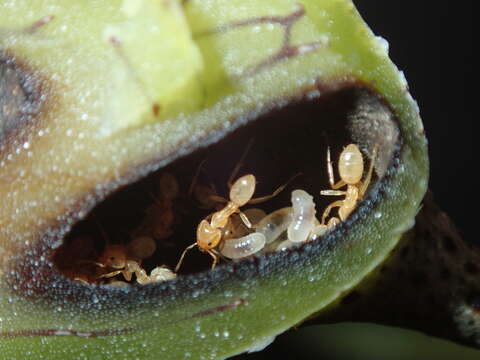 Слика од Lecanopteris