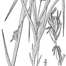 Image de Carex willdenowii Willd.