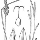Image of whitescale sedge