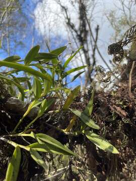 Image de Epidendrum rigidum Jacq.