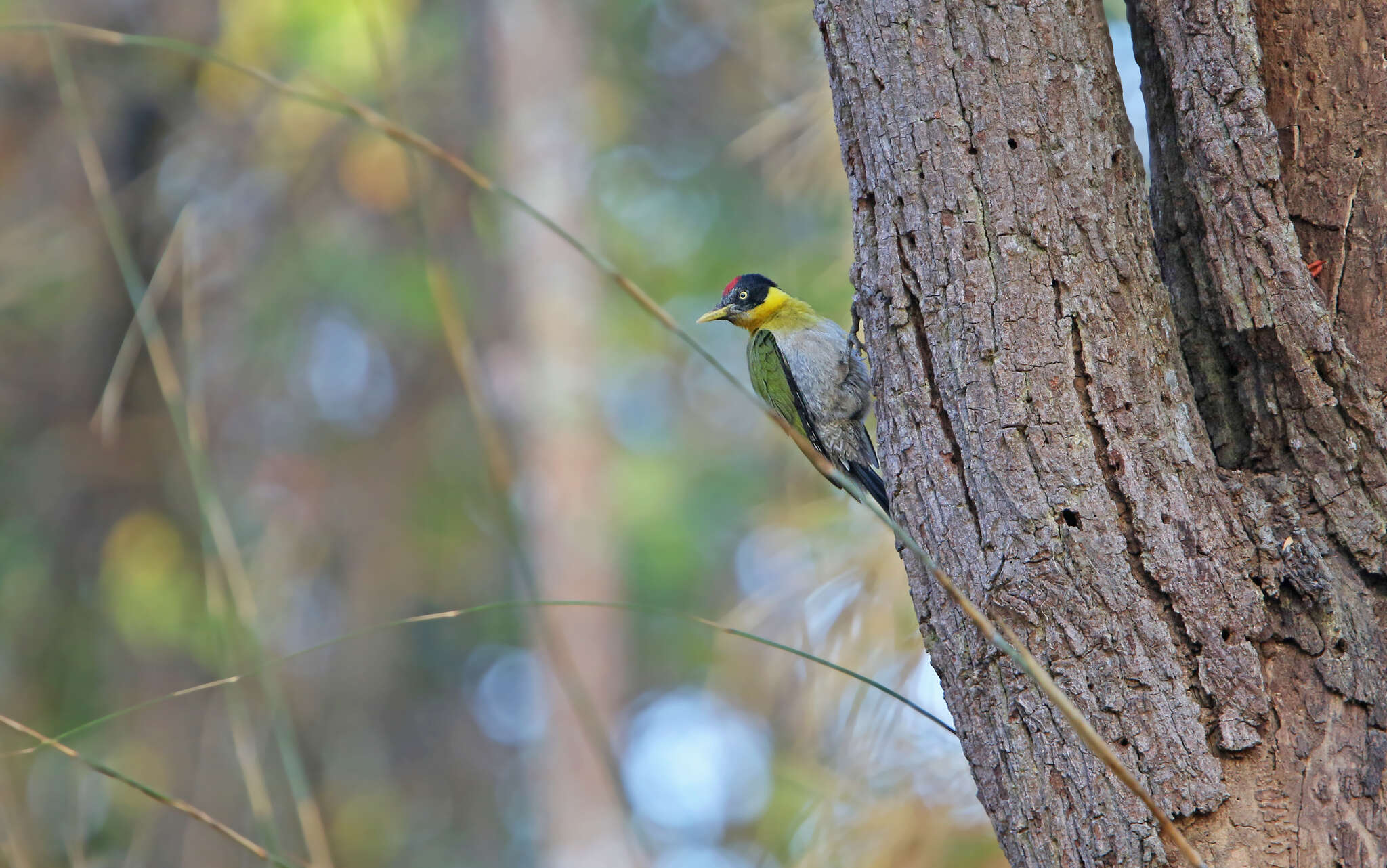 Image of Black-headed Woodpecker