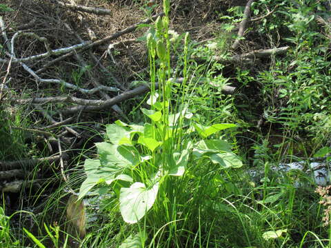 Image of Ligularia sibirica (L.) Cass.