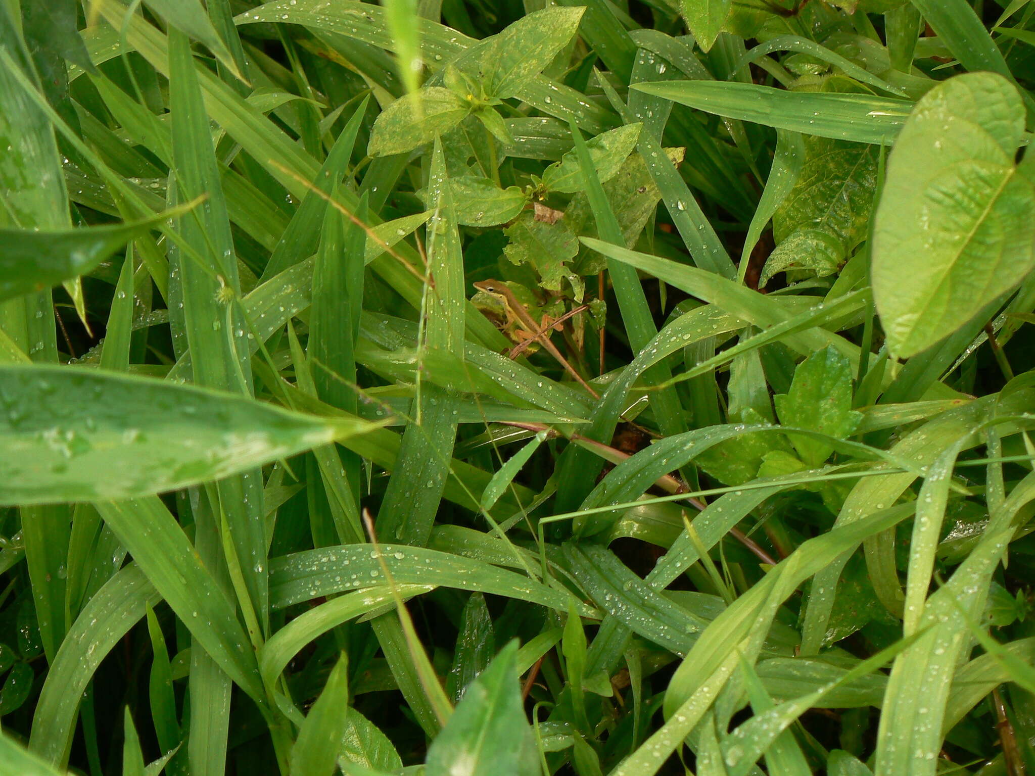 Image of Sharp-mouthed lizard