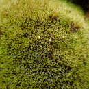 Image of grimmia dry rock moss