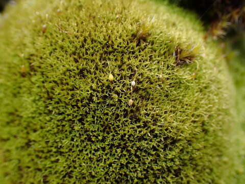 Image of grimmia dry rock moss