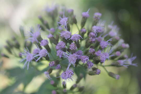 Image of Chromolaena leivensis (Hieron.) R. King & H. Rob.