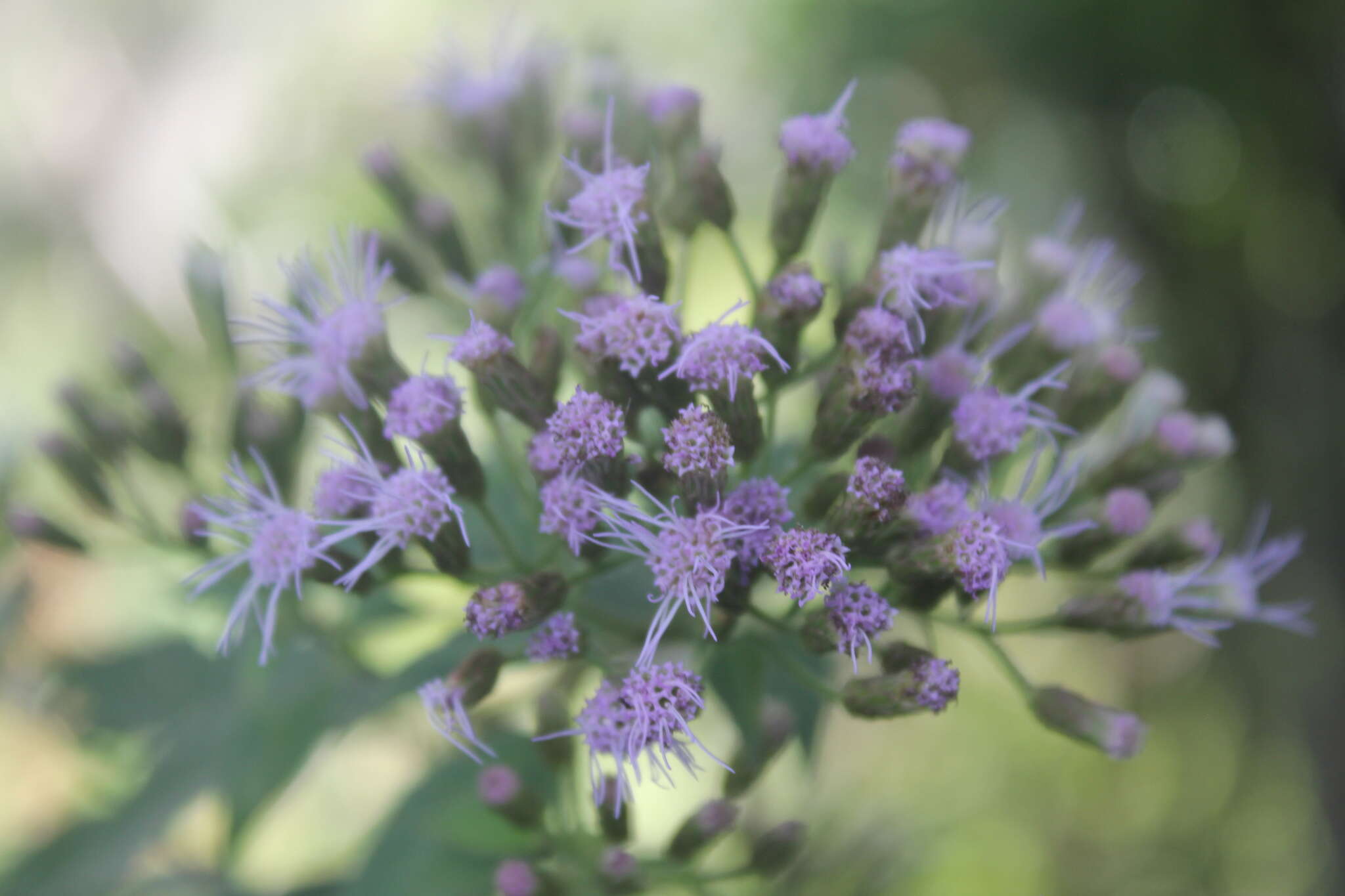 Sivun Chromolaena leivensis (Hieron.) R. King & H. Rob. kuva