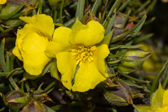 Image de Hibbertia striata (Steud.) K. R. Thiele