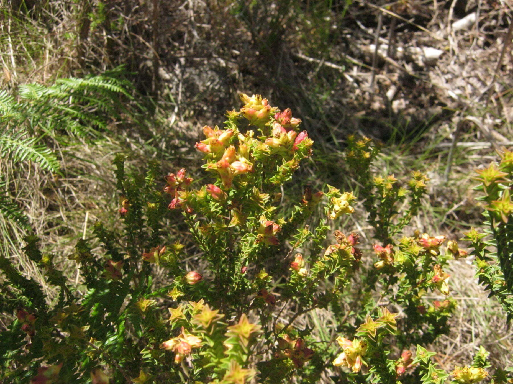 Penaea mucronata L.的圖片