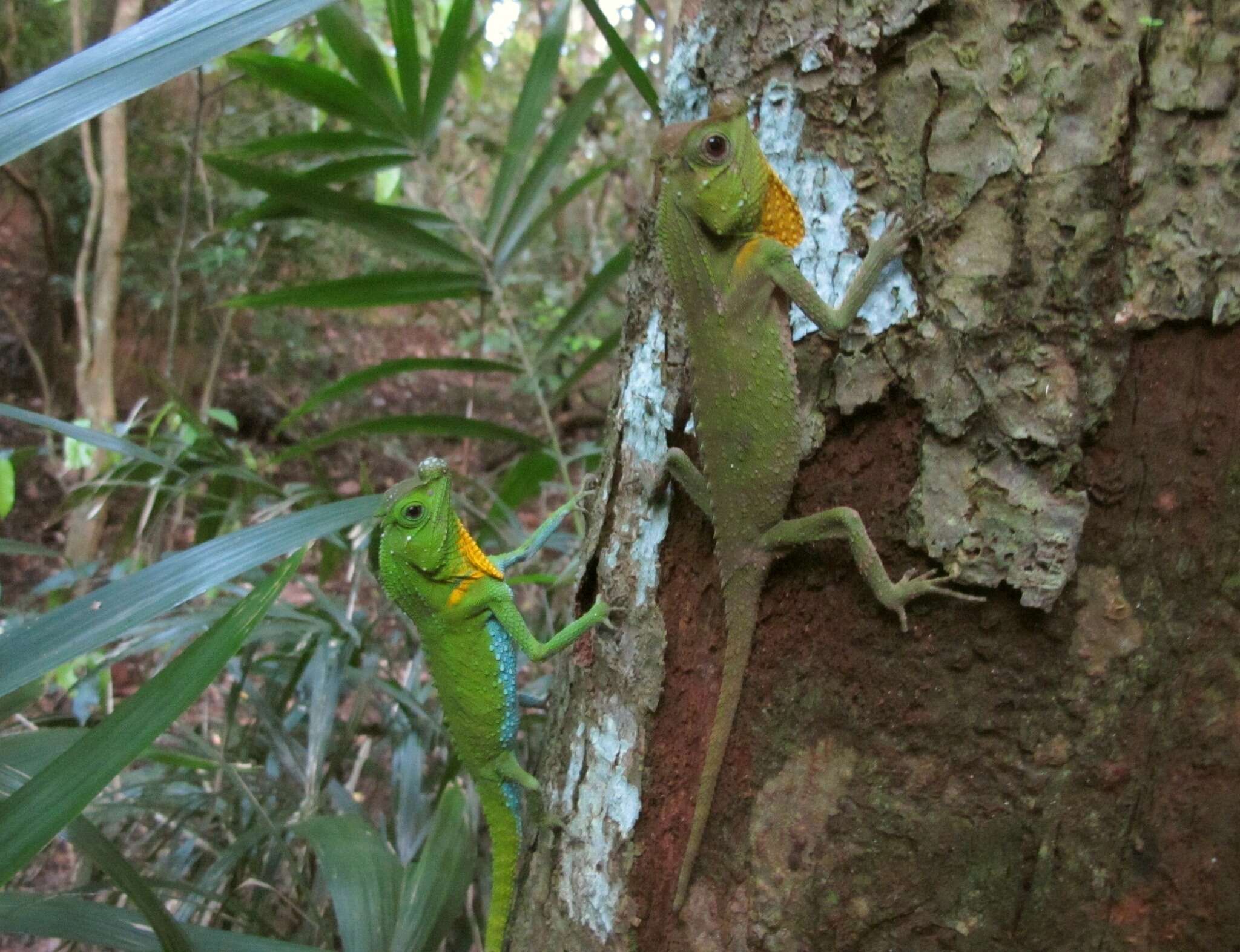 Imagem de Lyriocephalus scutatus (Linnaeus 1758)