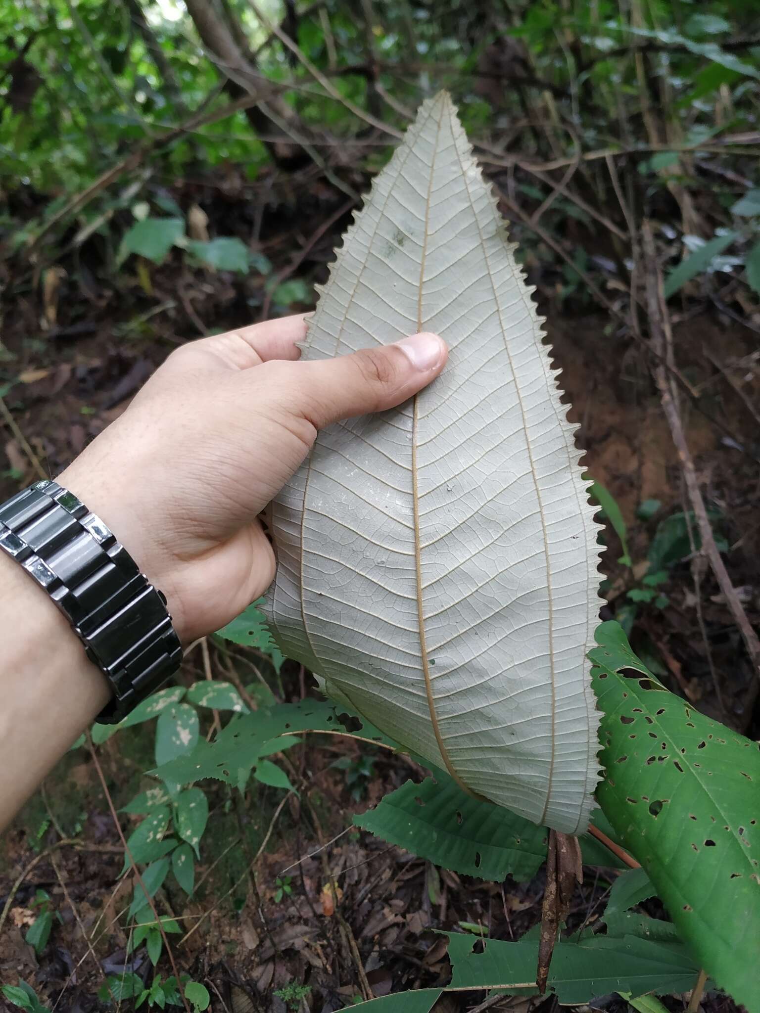 Image of Miconia elata (Sw.) DC.