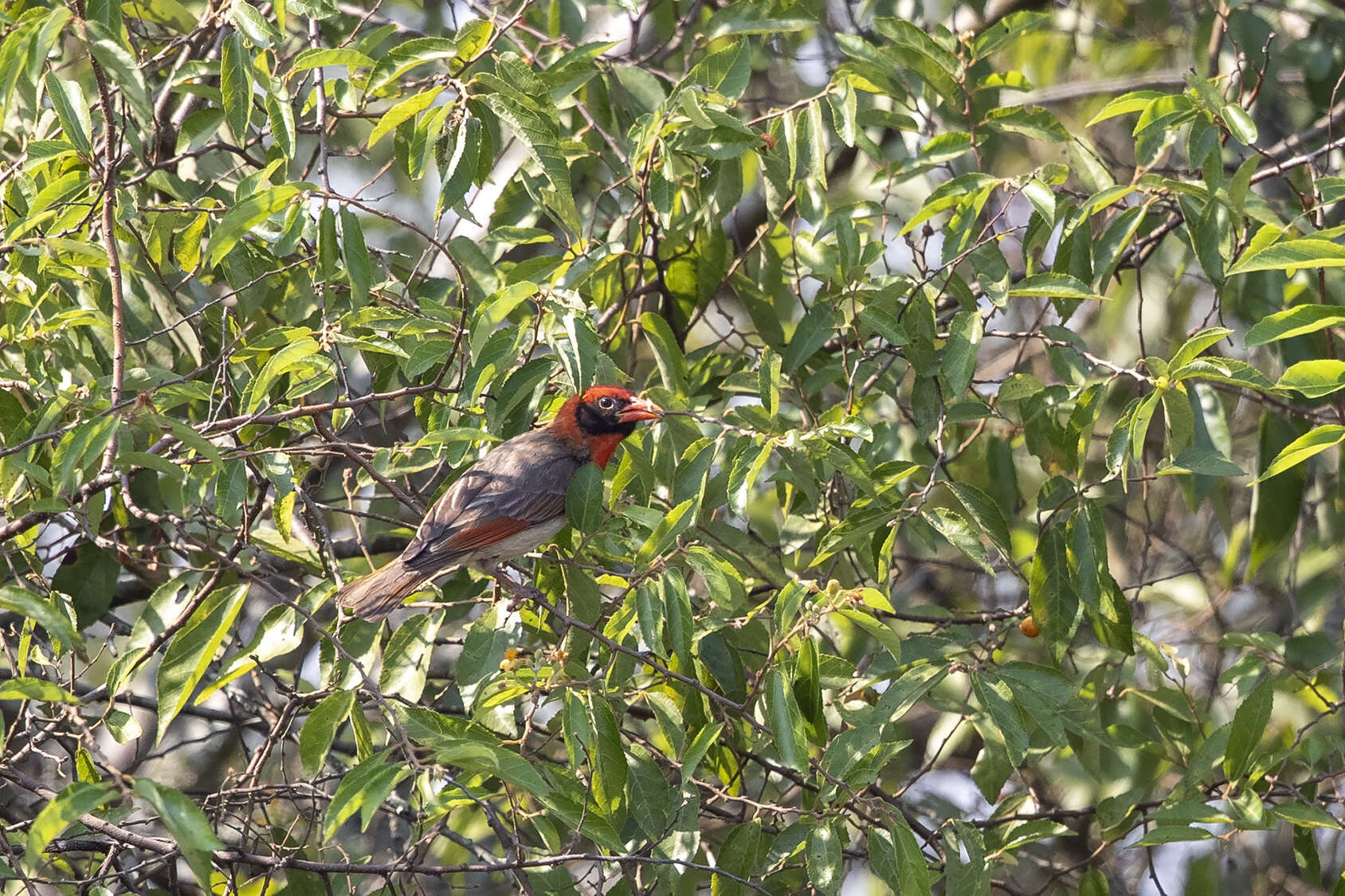 Imagem de Anaplectes rubriceps leuconotos (Müller & JW 1851)