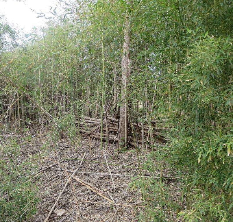 Phyllostachys aurea (André) Rivière & C. Rivière resmi