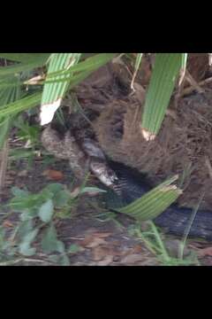 Image of Indigo Snake