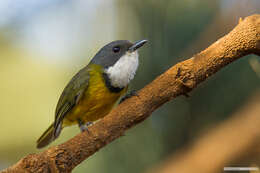 صورة Pachycephala caledonica (Gmelin & JF 1789)