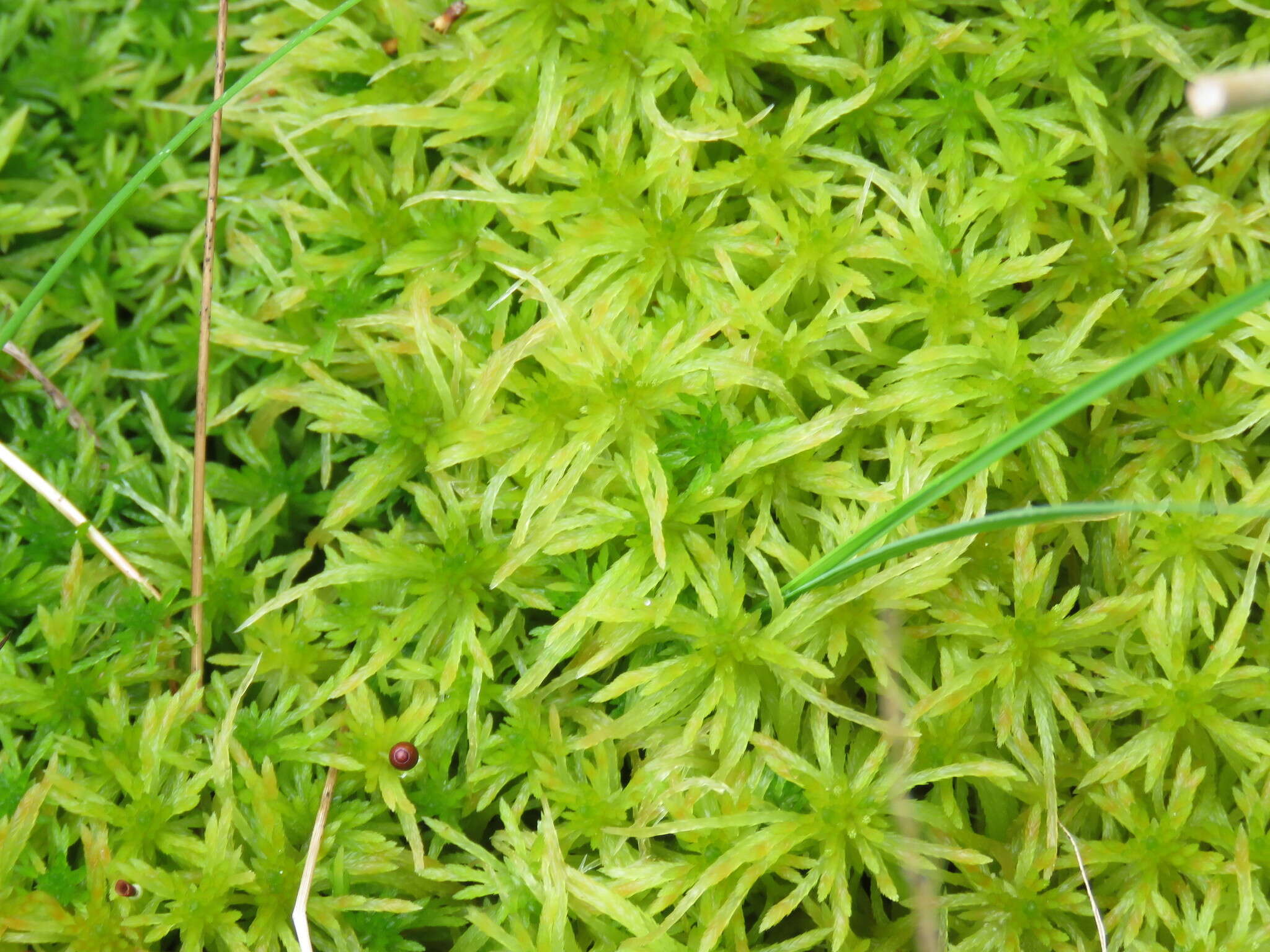 Image of sphagnum