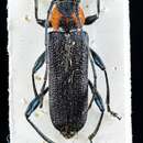 Image of Longhorned beetle