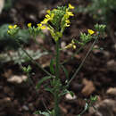 Image of Erysimum verrucosum Boiss. & Gaill.