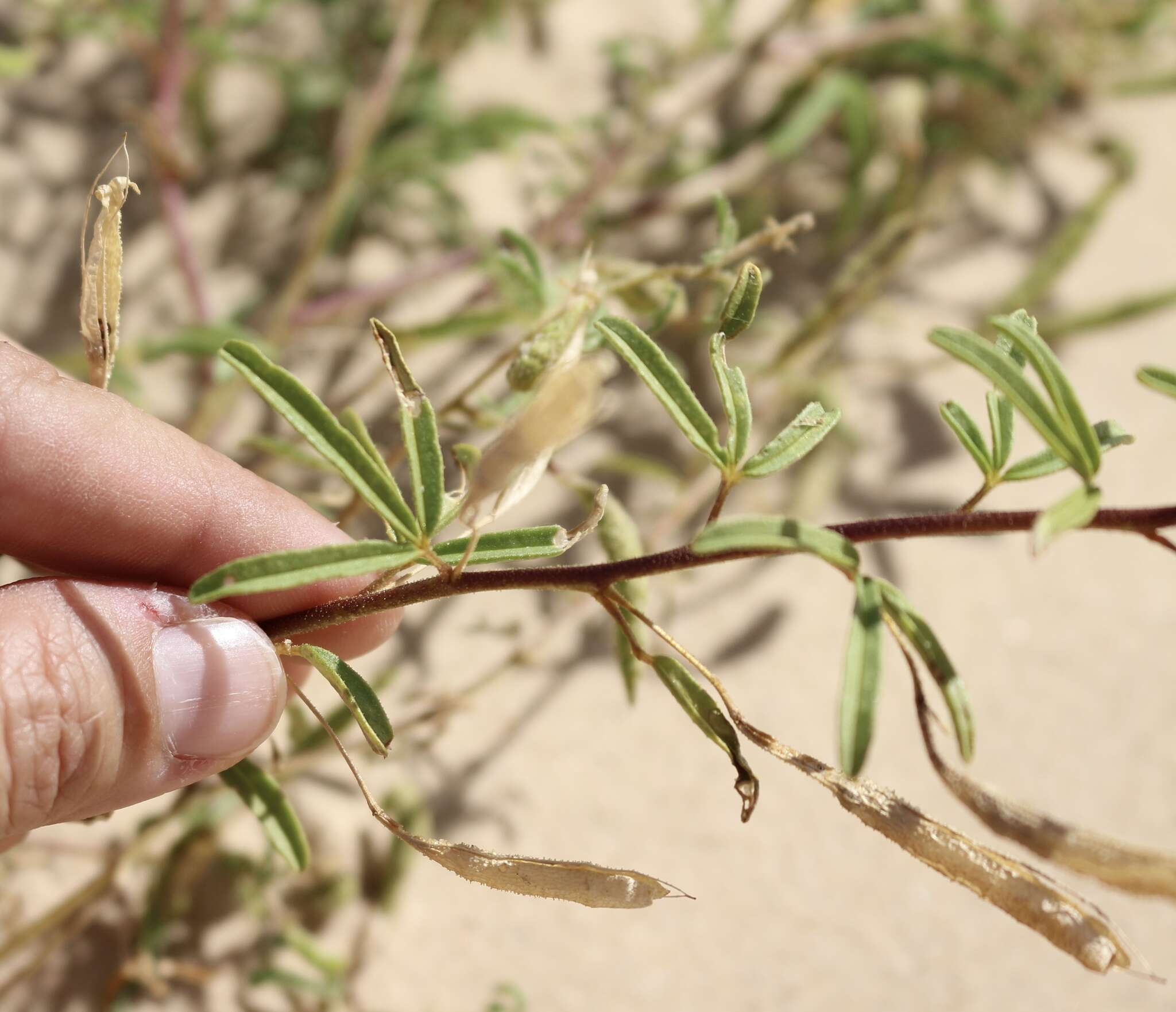 Image of James' clammyweed