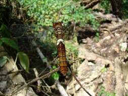 Hadrothemis coacta (Karsch 1891) resmi