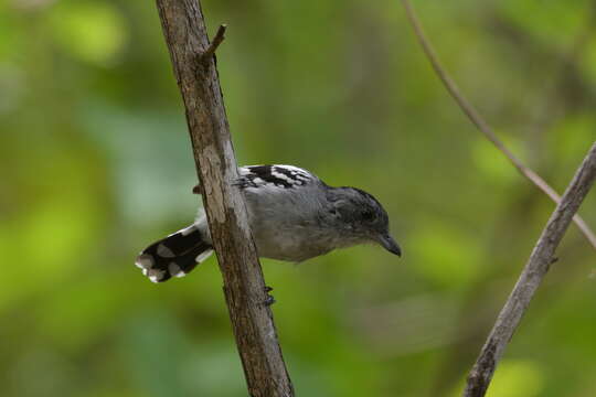 Image of Planalto Slaty Antshrike