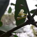 Image of Garcinia guacopary (S. Moore) M. Nee