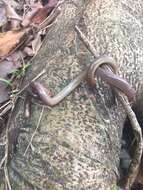 Image of Striped Blind Snake