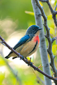 Image of Fire-breasted Flowerpecker