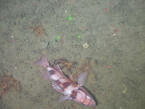 Image of Sharpchin rockfish